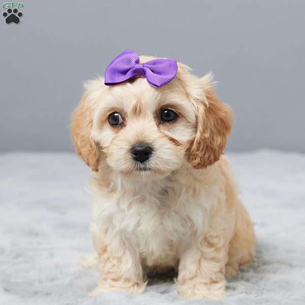 Hope, Cavachon Puppy